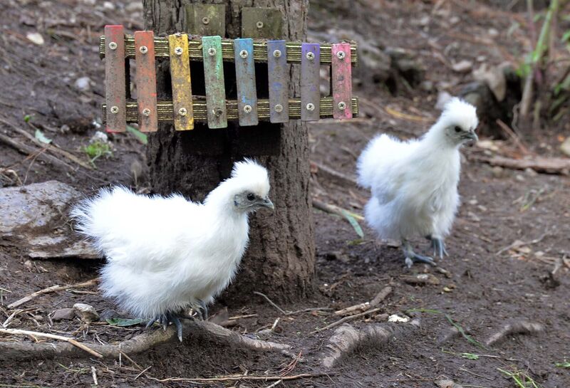 Silky bantams at Two Green Shoots and the Garden of Re-Imagination near Glengarriff, Co. Cork. Picture Denis Minihane.