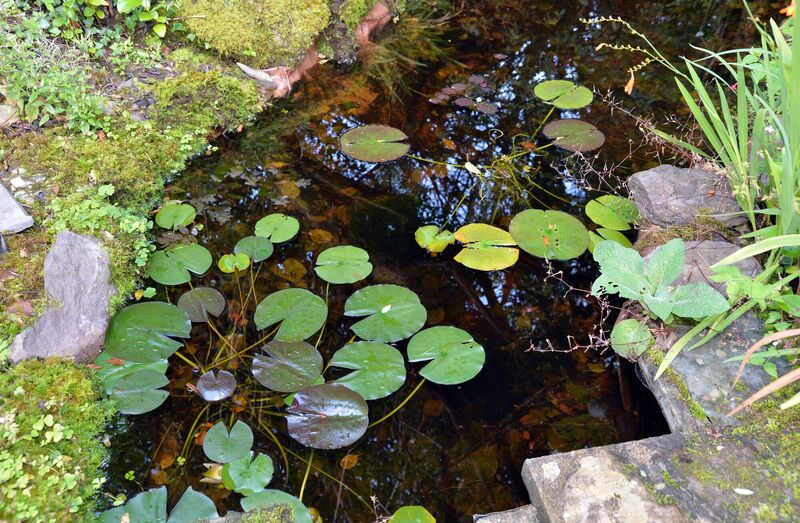 A lovely pond at Two Green Shoots and the Garden of Re-Imagination near Glengarriff, Co. Cork. Picture Denis Minihane.