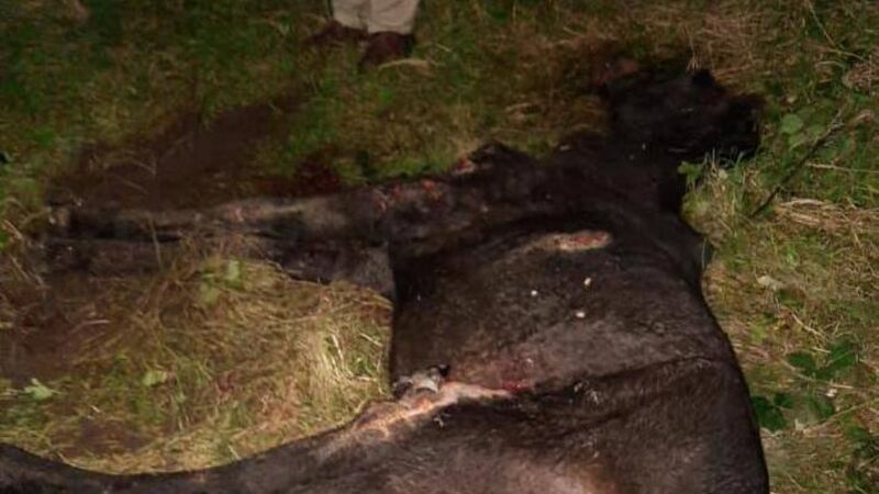 Shocking animal cruelty in Cork city; another horse found with disturbing injuries