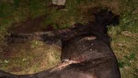 Shocking animal cruelty in Cork city; another horse found with disturbing injuries