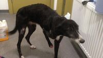 'A broken soul': Dog Action Welfare Group rescues abused lurcher