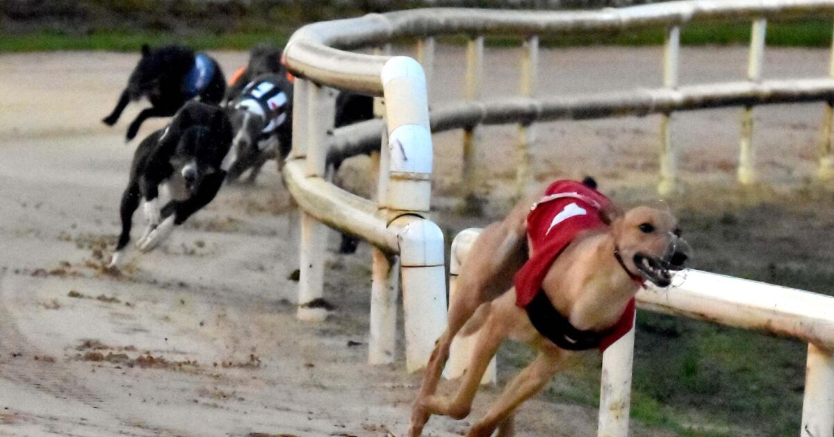 Cork greyhound Killmacondagh in frame for Irish Derby glory at Shelbourne Park