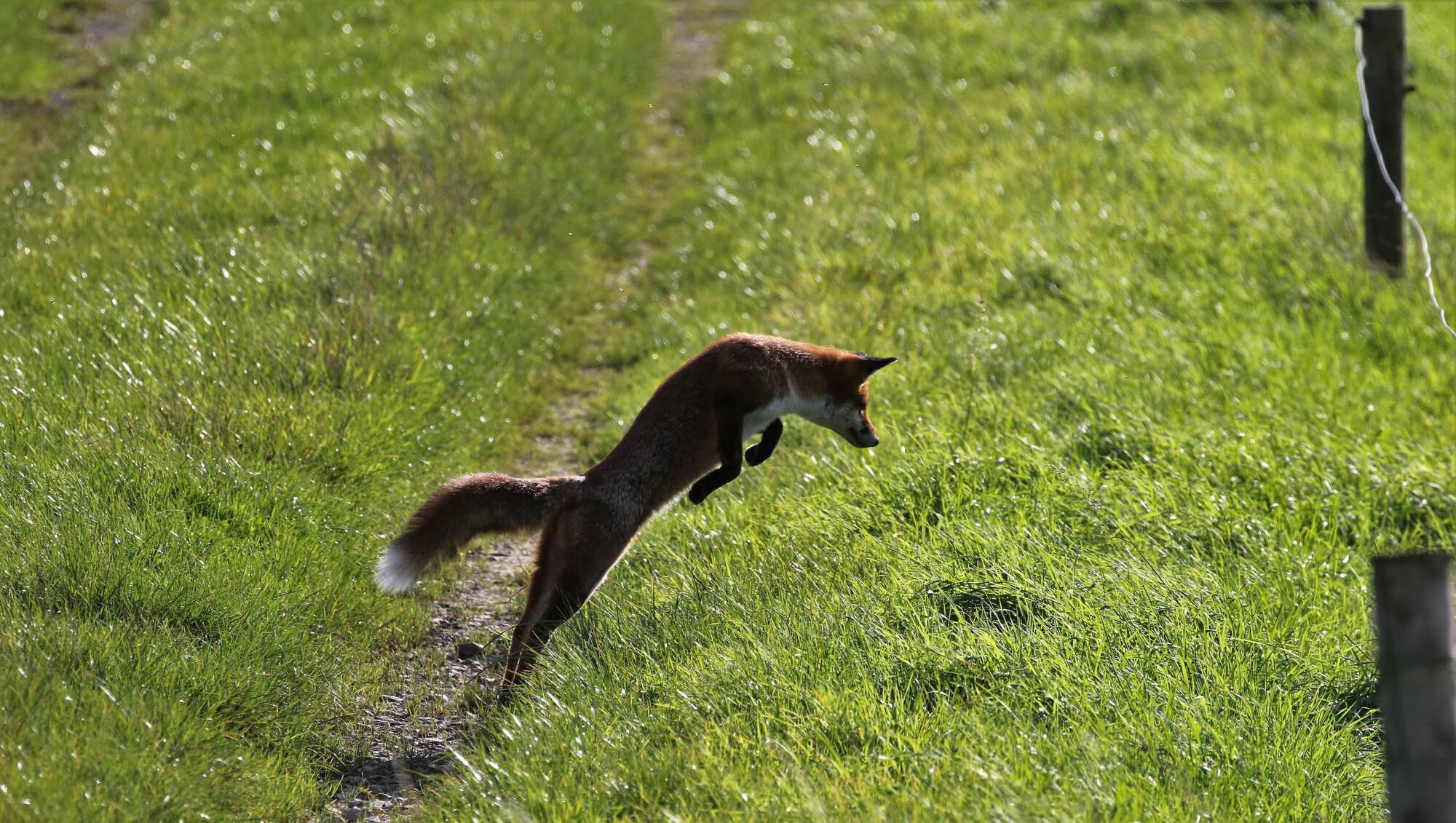 Ceding Fox Fermoy photographer captures cunning fox in action