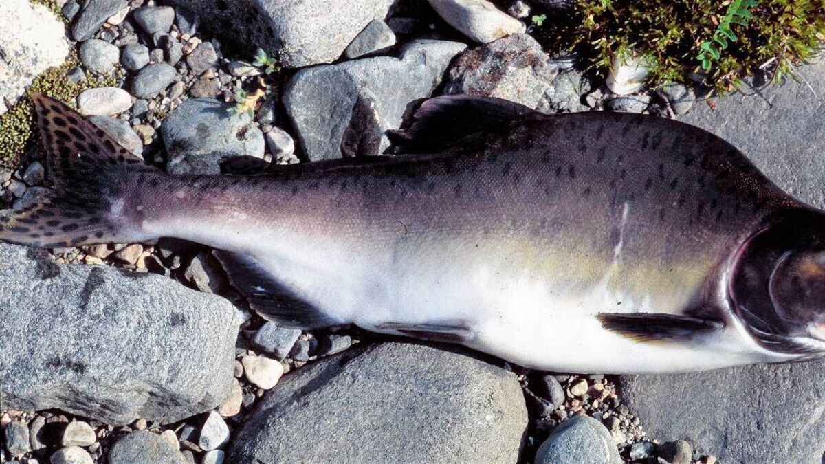 Appeal for anglers to report the presence of pink salmon in rivers
