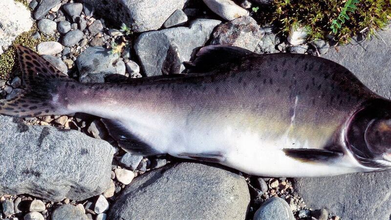 Appeal for anglers to report the presence of pink salmon in rivers