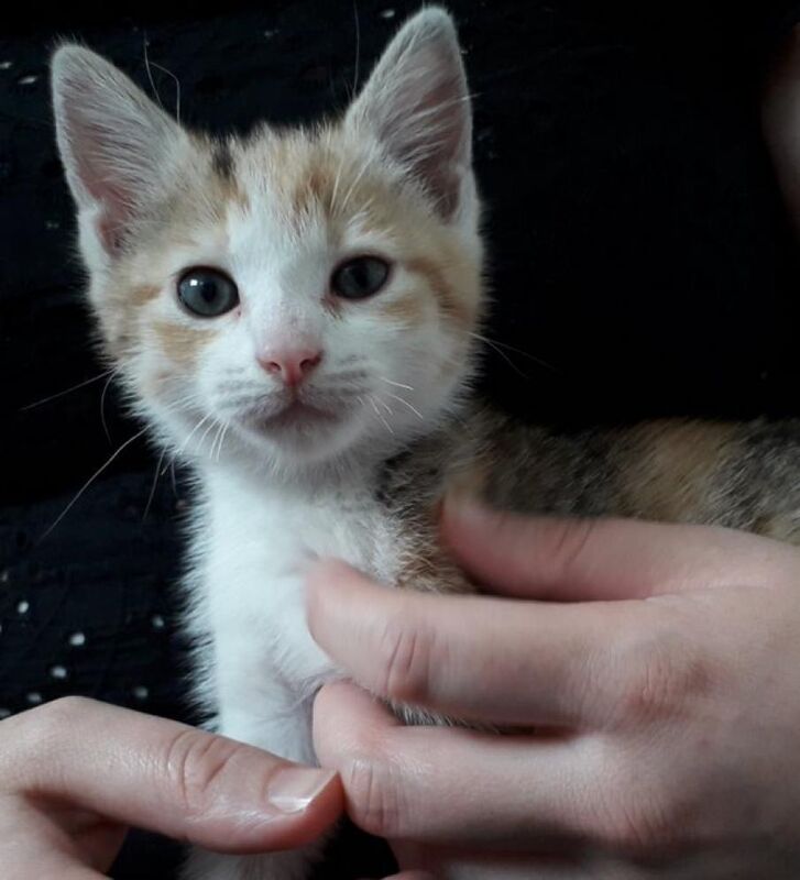 The kitten found at Cork Airport over the weekend The kitten found at Cork Airport over the weekend