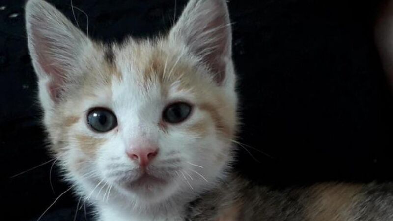 Cork Airport looking to reunite lost kitten with owner Cork Airport looking to reunite lost kitten with owner