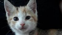 Cork Airport looking to reunite lost kitten with owner