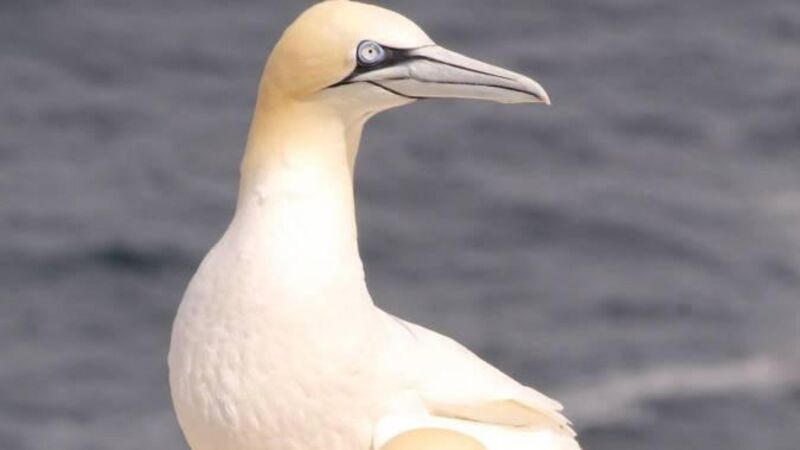 Impact on birds to be assessed before west Cork salmon farm can go ahead Impact on birds to be assessed before west Cork salmon farm can go ahead