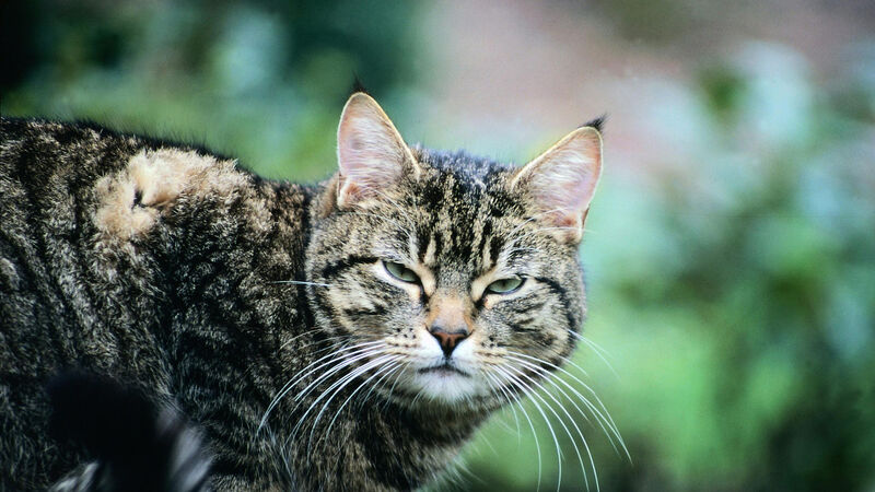 Animal shelter warns of cats in Cork being shot with pellet guns Animal shelter warns of cats in Cork being shot with pellet guns