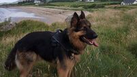 Saved from a life of cruelty ... this Cork dog became a canine hero by giving a blood transfusion