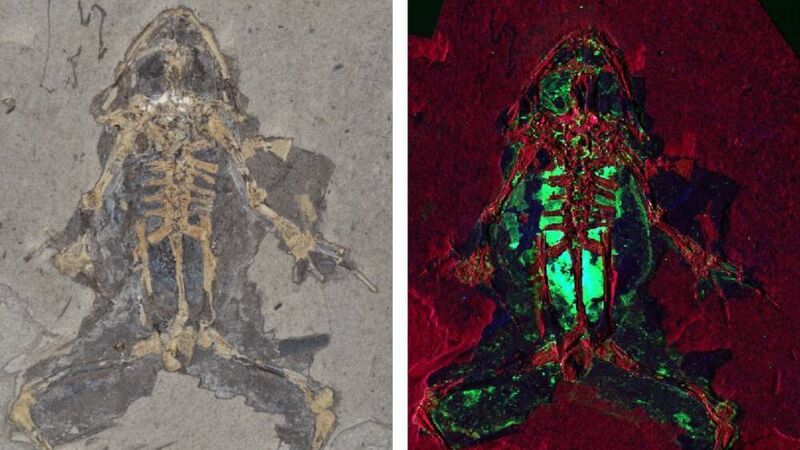 We may finally be able to tell what colour dinosaurs were after UCC scientists discover a new way to reconstruct what extinct animals looked like We may finally be able to tell what colour dinosaurs were after UCC scientists discover a new way to reconstruct what extinct animals looked like