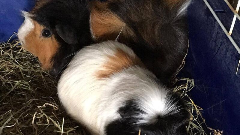 Foster carers needed for four gerbils found abandoned in a Cork apartment