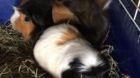 Foster carers needed for four gerbils found abandoned in a Cork apartment