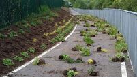 Newly opened Tramore Valley park is vandalised