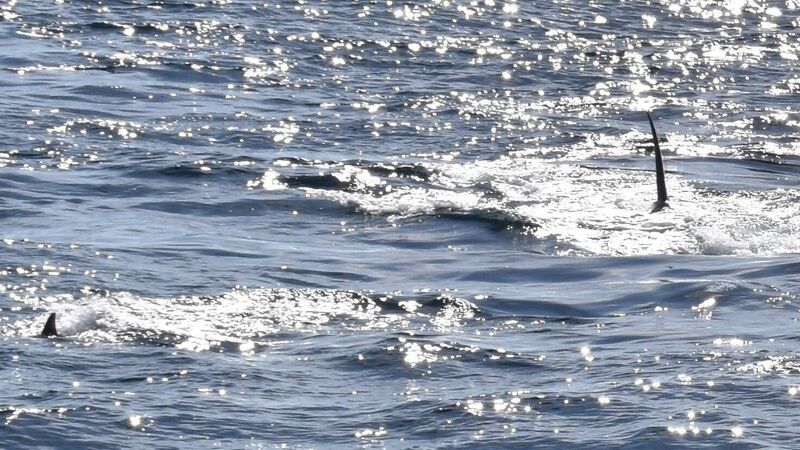 Rare killer whale attack witnessed off West Cork coast