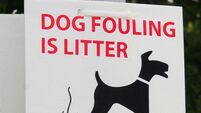 Creative ideas needed to tackle Cork's dog fouling scourge