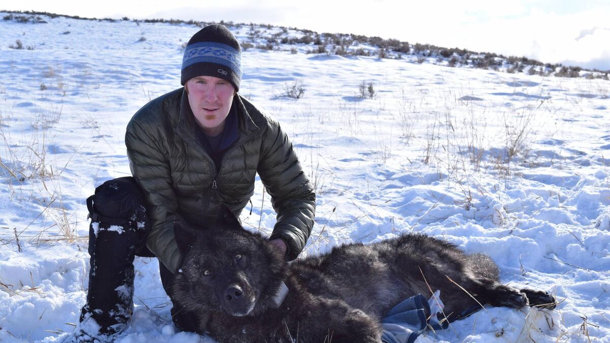 Glanmire man living among the wolves