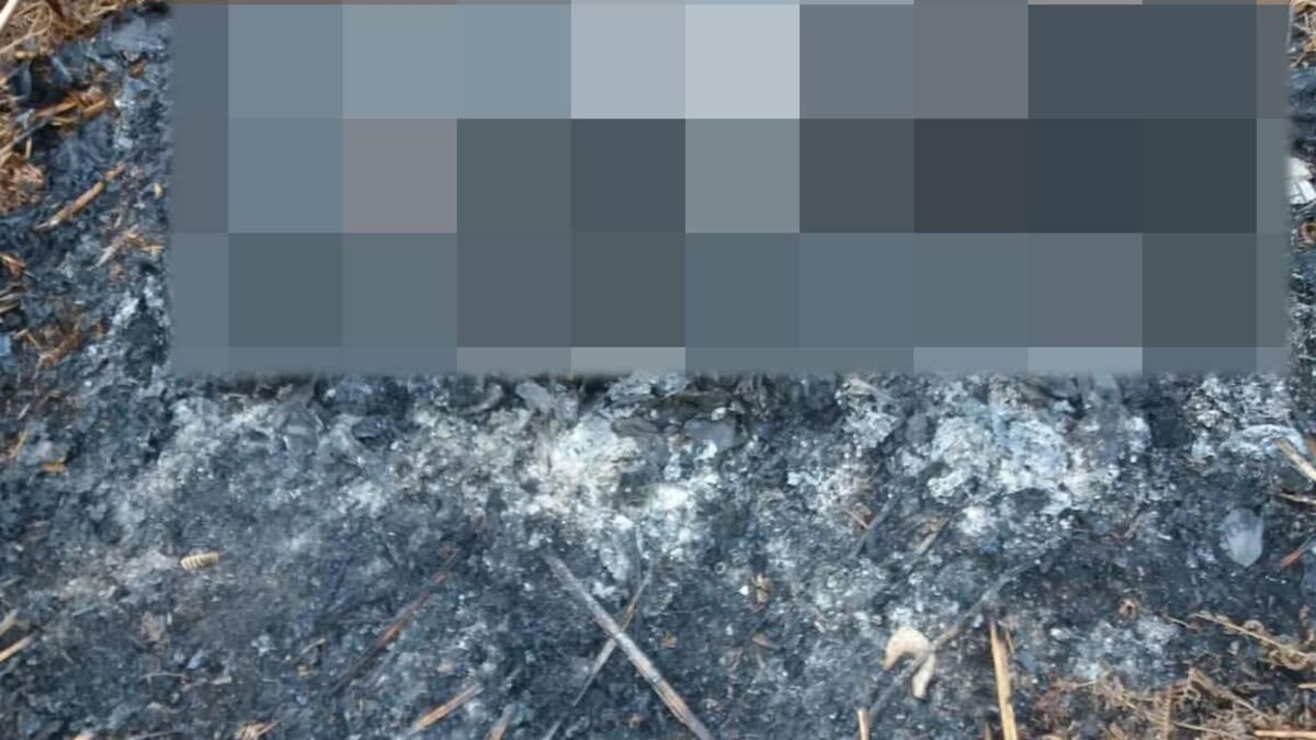 Dog found burnt in scrublands of The Glen