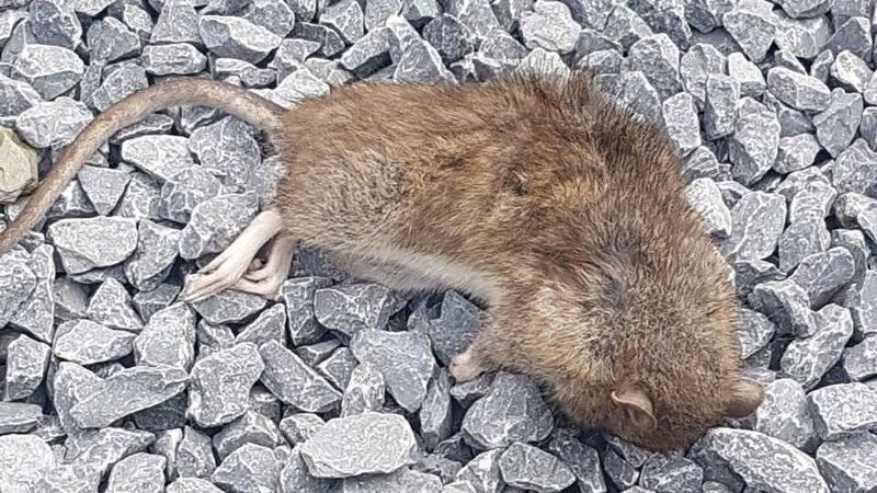 I want out of here fast, pleads mum dealing with rat infestation I want out of here fast, pleads mum dealing with rat infestation
