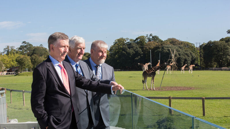 Fota launches new giraffe viewing stand Fota launches new giraffe viewing stand
