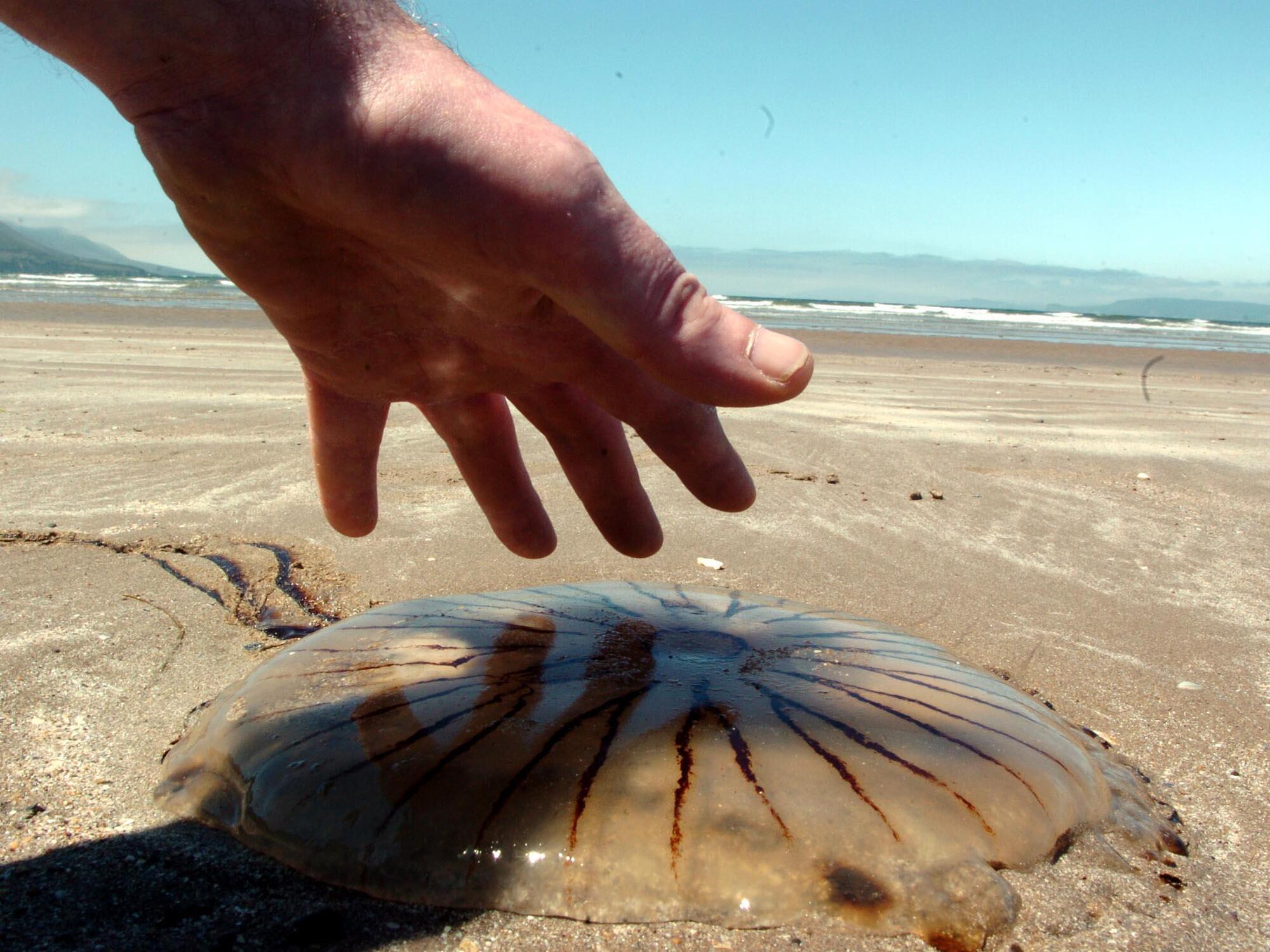 Lifeguards treat 11 for jellyfish stings