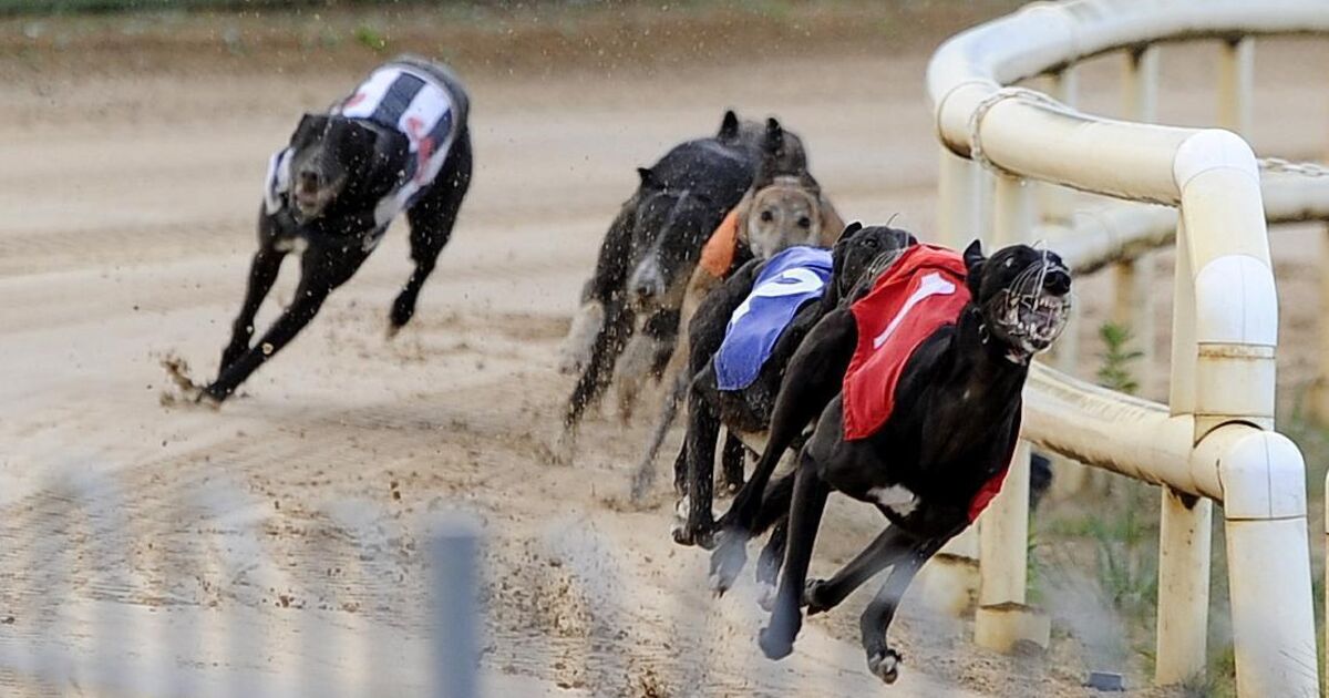 11 greyhounds put down at Cork tracks this year