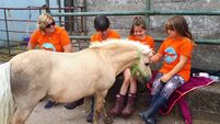 My Lovely Horse seeks public support