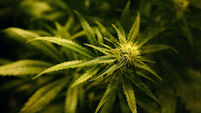 Cannabis damages study