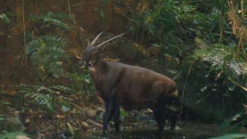 Fota has donated €20k to preservation of rare deer