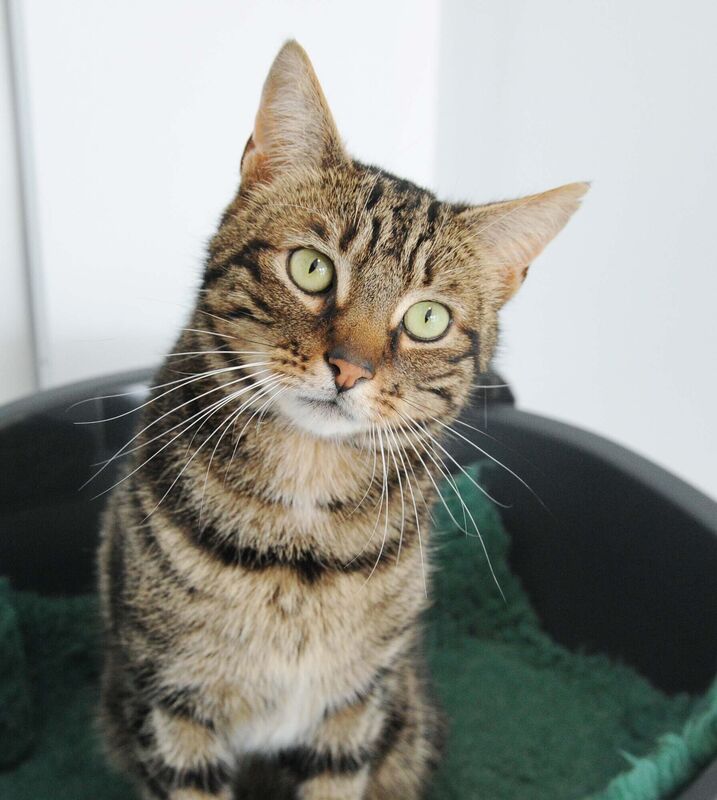 Buttons relaxing as a guest in Cedar Lodge Cattery, Aghabullogue. Picture: Denis Minihane.