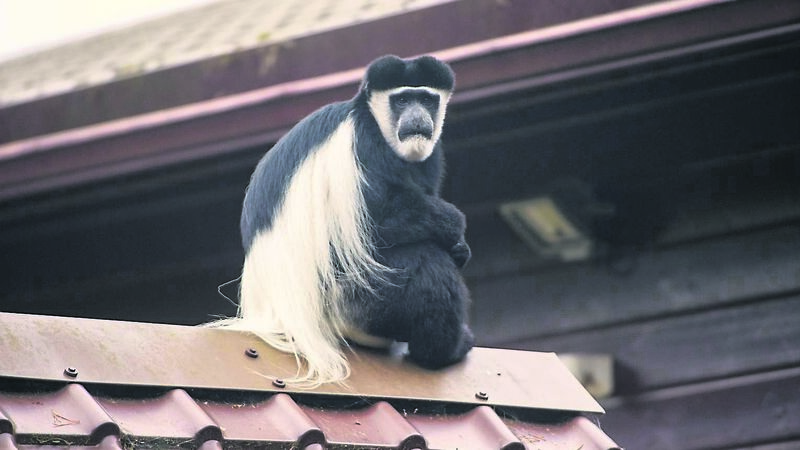 Eight animal escapes from Fota since 2015 Eight animal escapes from Fota since 2015