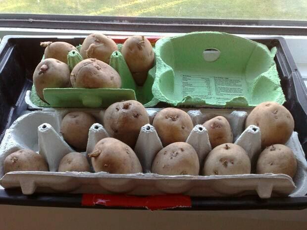 Potatoes happily chitting in egg boxes on a warm windowsill.