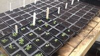 Back in my potting shed full of springtime enthusiasm