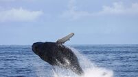 Sea Echoes: Whale sightings off the Cork coast