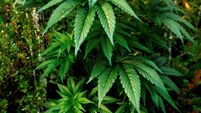 Drugs and cash seized by gardaí in two raids