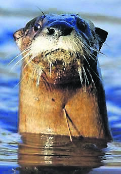 A river otter are already native to the River Lee.