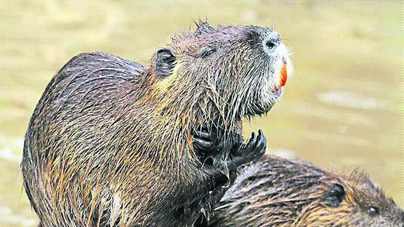 Features that can help Cork people distinguish coypu from otters