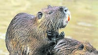 Features that can help Cork people distinguish coypu from otters