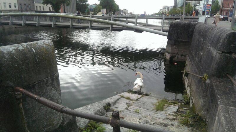 CSPCA did not have 'manpower' to aid injured swan left by river for 24 hours CSPCA did not have 'manpower' to aid injured swan left by river for 24 hours