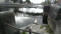 CSPCA did not have 'manpower' to aid injured swan left by river for 24 hours