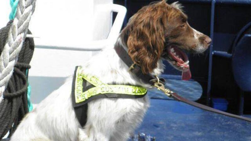 Man arrested in Cork city following tobacco seizure