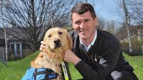 Cork County Council: Assistance dog shouldn’t need to have licence