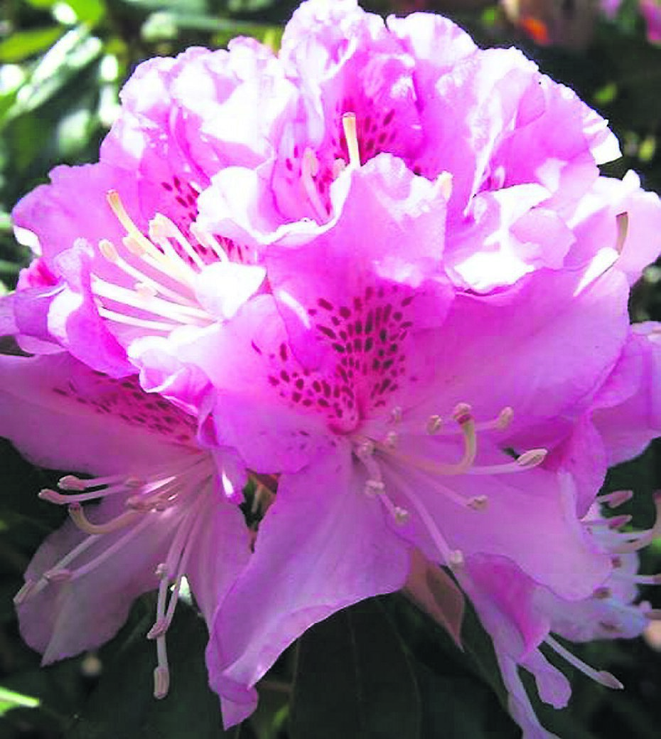 Great gifts for the gardener in your life - Vimarsana News