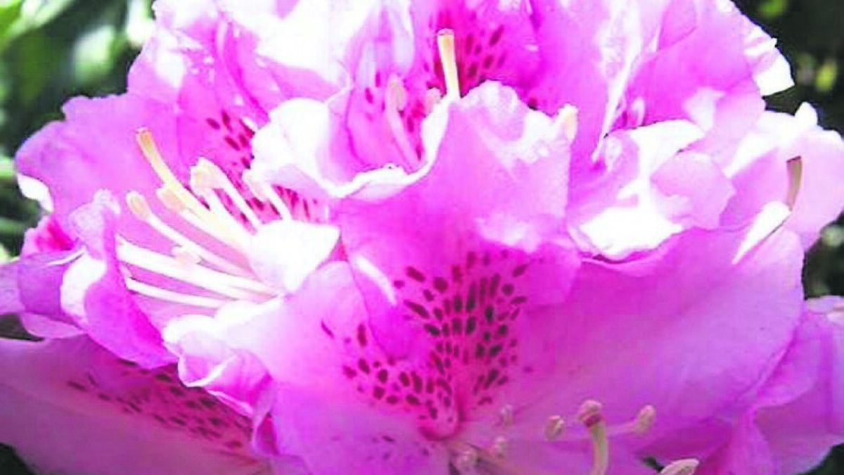 Great gifts for the gardener in your life