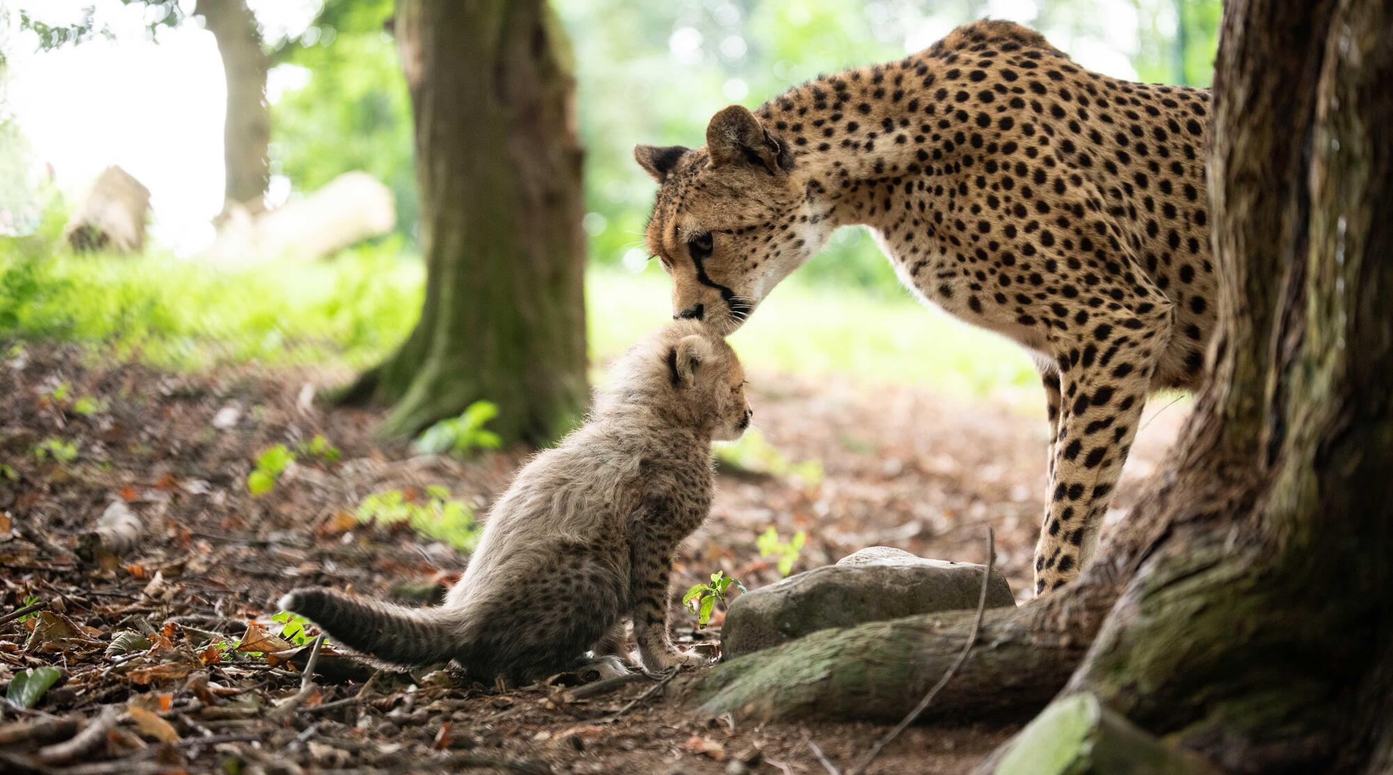 Fota Wildlife Park 'delighted' with €1m fund from OPW - Vimarsana News
