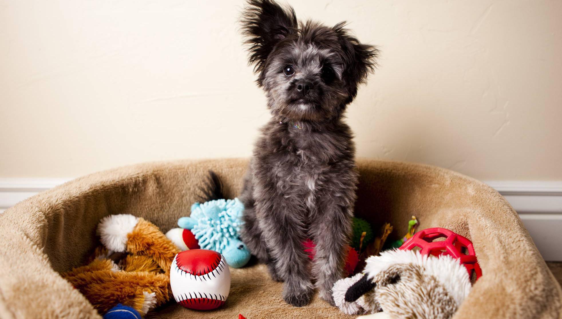 New pet supply store opening in Cork city