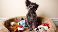 Spoiled Yorkiepoo Puppy Sitting in Bed of Toys