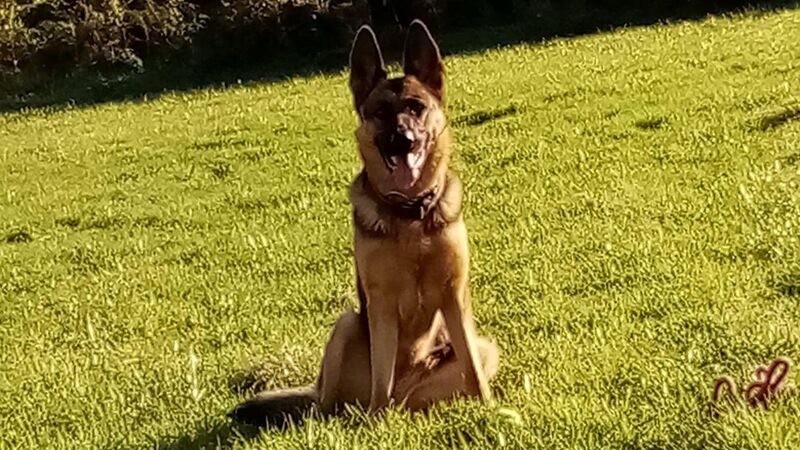 Heroic Cork dog saves seal pup which had gotten into difficulty Heroic Cork dog saves seal pup which had gotten into difficulty