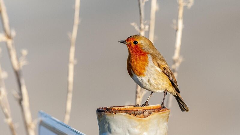 Cork weather: Met Éireann issues early forecast for Christmas Day Cork weather: Met Éireann issues early forecast for Christmas Day